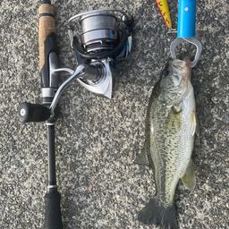 ラージマウスバス