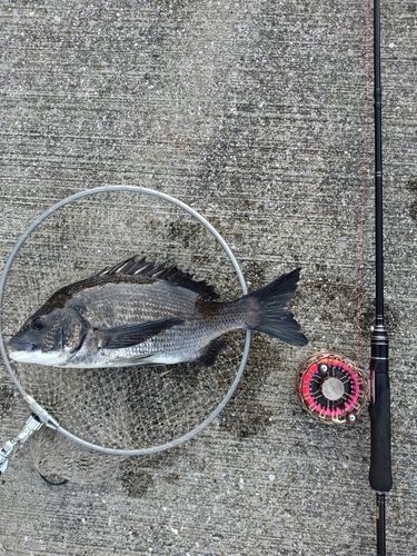 クロダイの釣果
