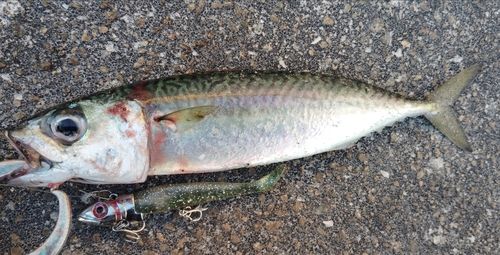 サバの釣果