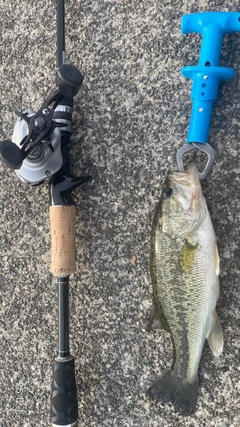 ラージマウスバスの釣果