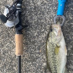 ラージマウスバス