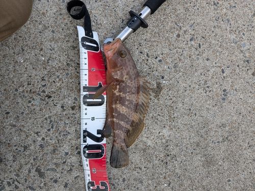 キジハタの釣果