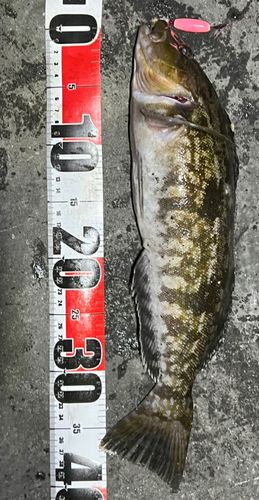 アイナメの釣果