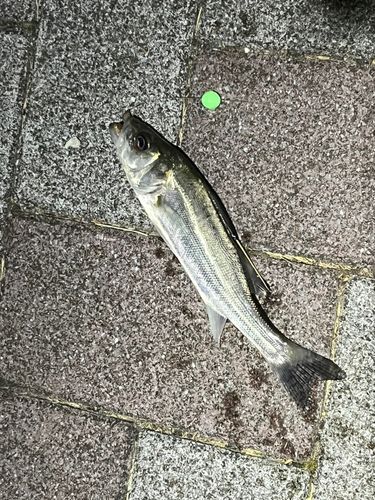 セイゴ（マルスズキ）の釣果