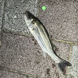 セイゴ（マルスズキ）