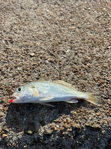 シログチの釣果