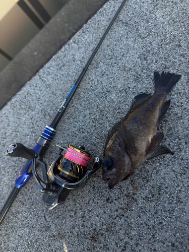 クロメバルの釣果