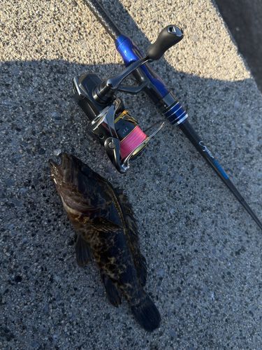 タケノコメバルの釣果