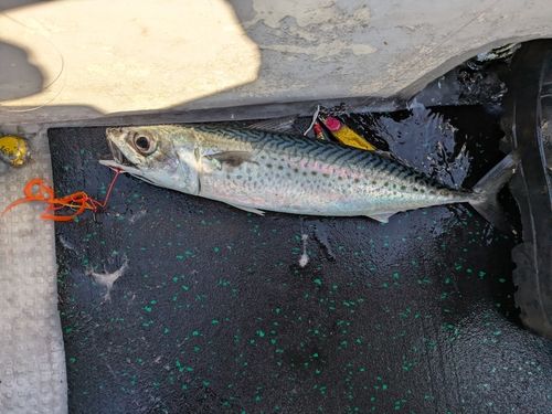 ゴマサバの釣果