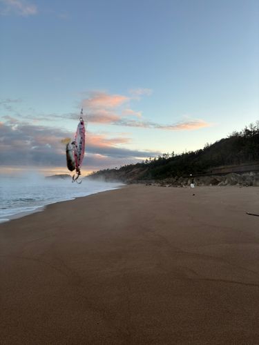 クサフグの釣果