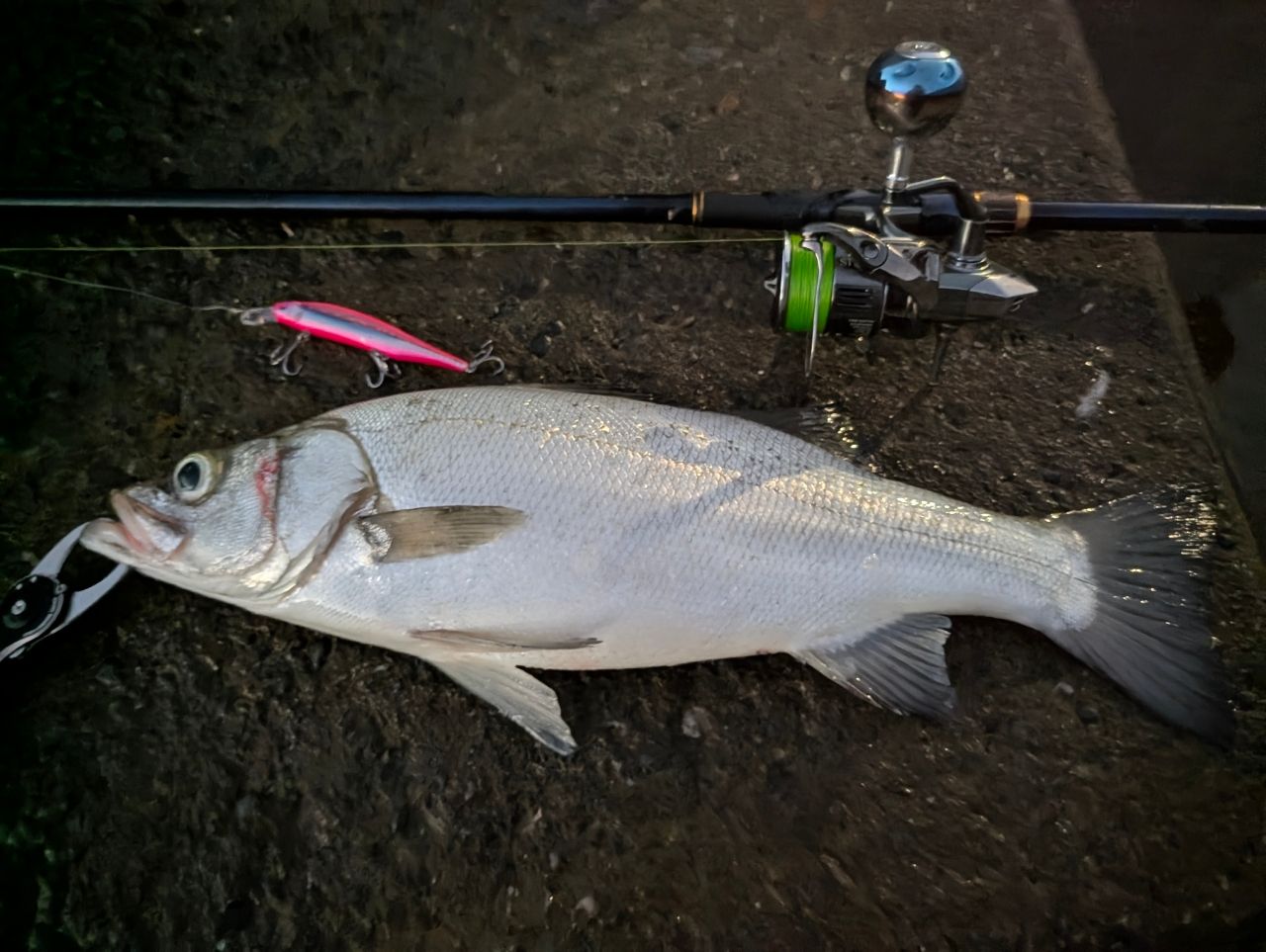 SHIMANO 23ネッサ リミテッド S116M+の最安値・インプレ・釣果 | 本音