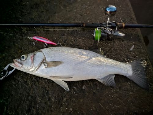 ヒラスズキの釣果