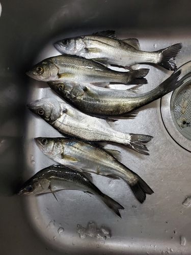 セイゴ（マルスズキ）の釣果