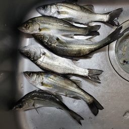 セイゴ（マルスズキ）