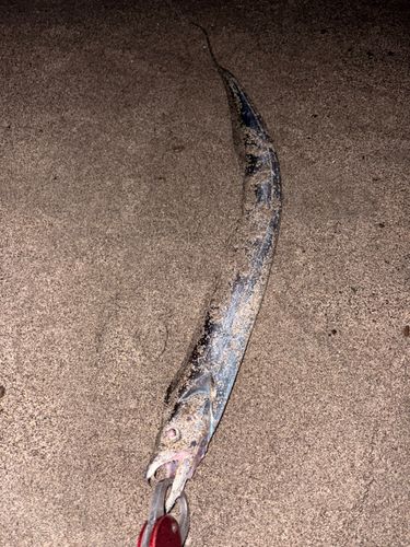 タチウオの釣果