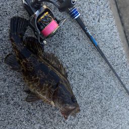 タケノコメバル