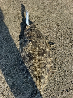 ヒラメの釣果