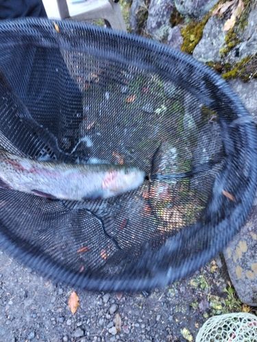 ニジマスの釣果