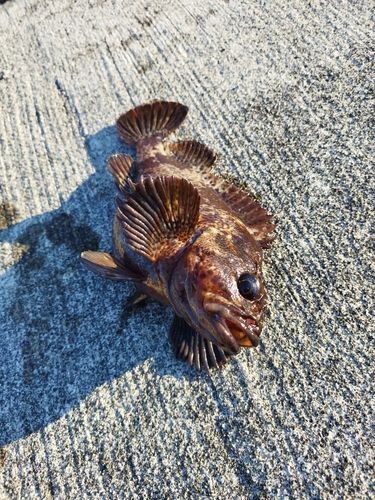 ムラソイの釣果