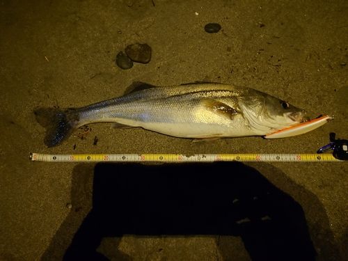 シーバスの釣果