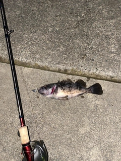 クロソイの釣果