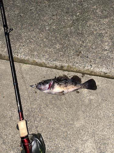 クロソイの釣果