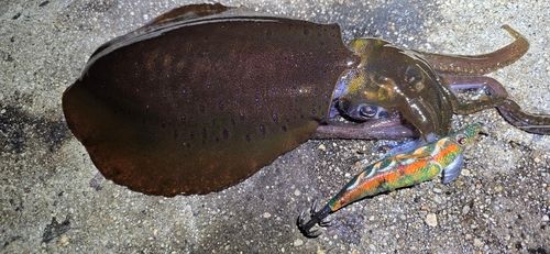 アオリイカの釣果