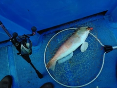 アマダイの釣果