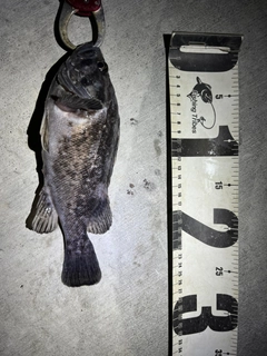 クロソイの釣果