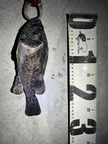 クロソイの釣果