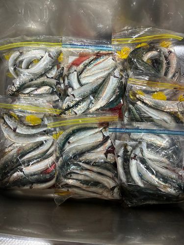 イワシの釣果