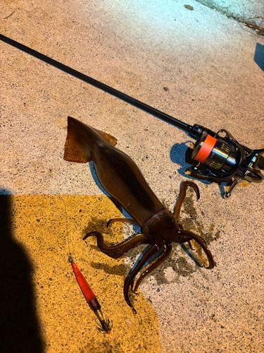 イカの釣果