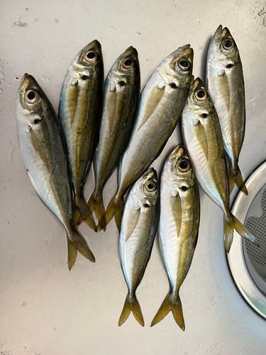 マアジの釣果