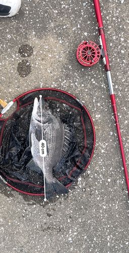 クロダイの釣果