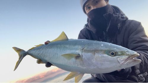 ヤズの釣果