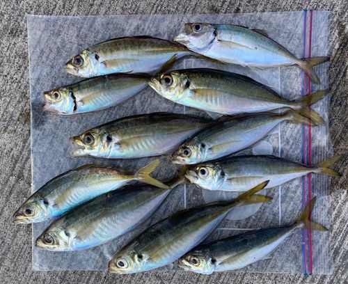 アジの釣果