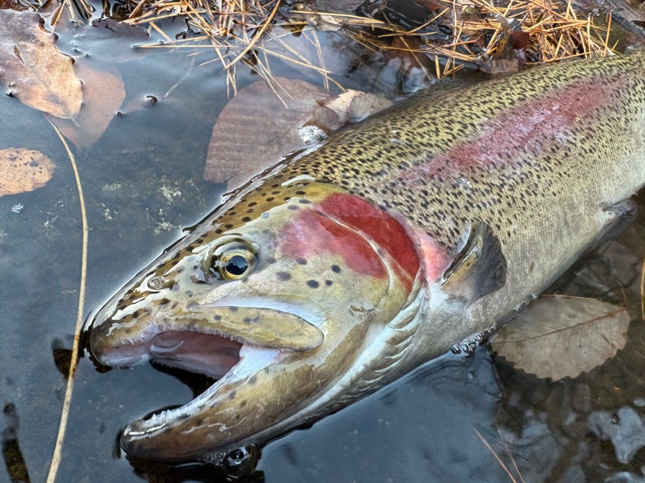 Jackson カワセミラプソディ KWSM-S50Lの最安値・インプレ・釣果