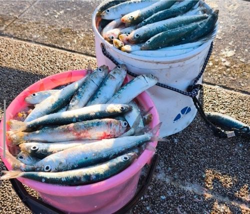 イワシの釣果