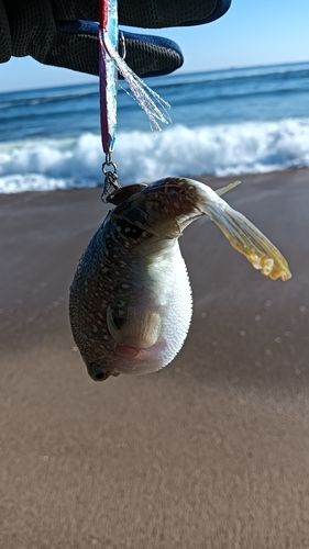 フグの釣果