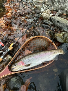 ニジマスの釣果