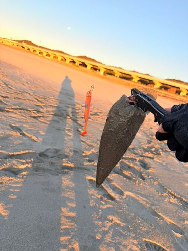 シタビラメの釣果