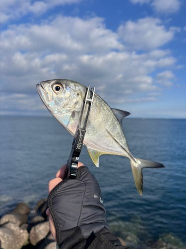 カスミアジの釣果