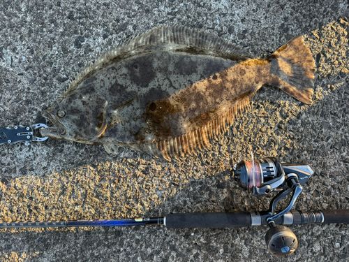 ヒラメの釣果