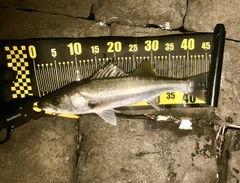 フッコ（マルスズキ）の釣果