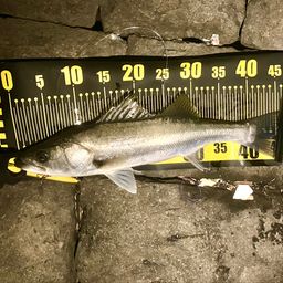 フッコ（マルスズキ）