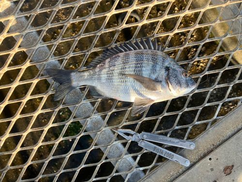 クロダイの釣果