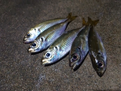 アジの釣果