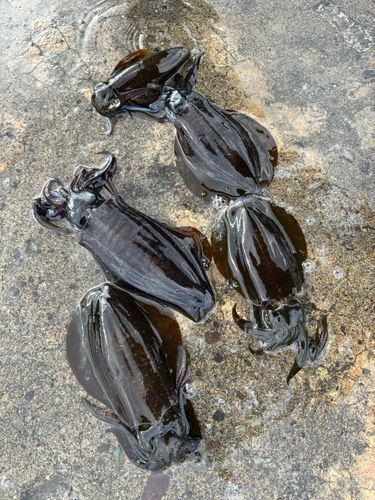 アオリイカの釣果