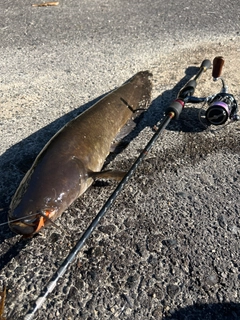 ナマズの釣果