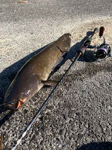 ナマズの釣果
